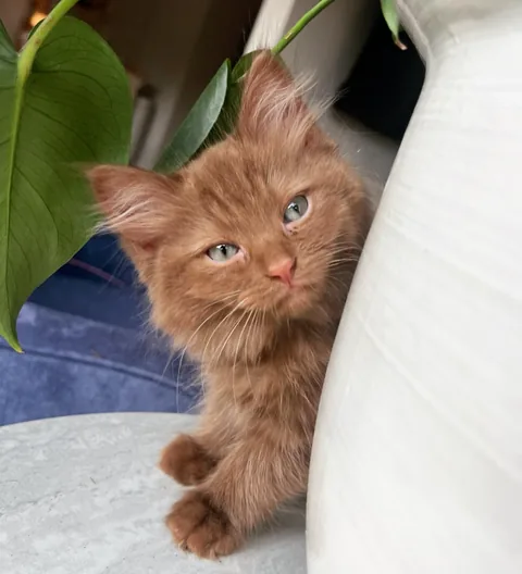Kitten Norman peeking out from behind a tall white plant pot.