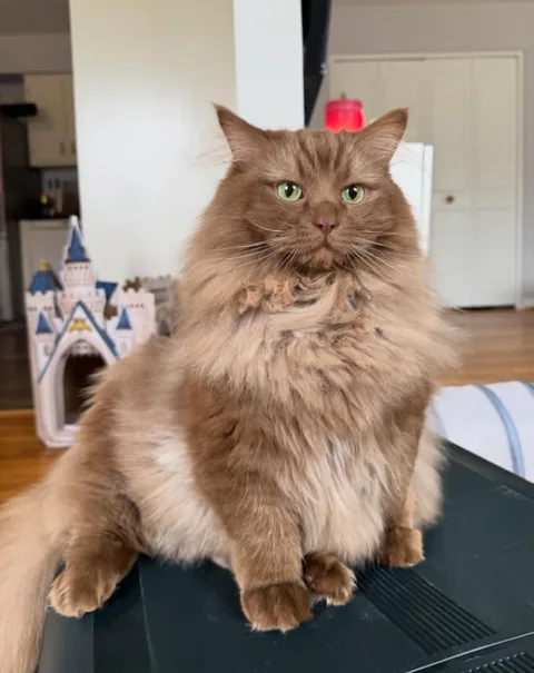 Norman staring directly into the lens from a dark tabletop, kitchen behind him.