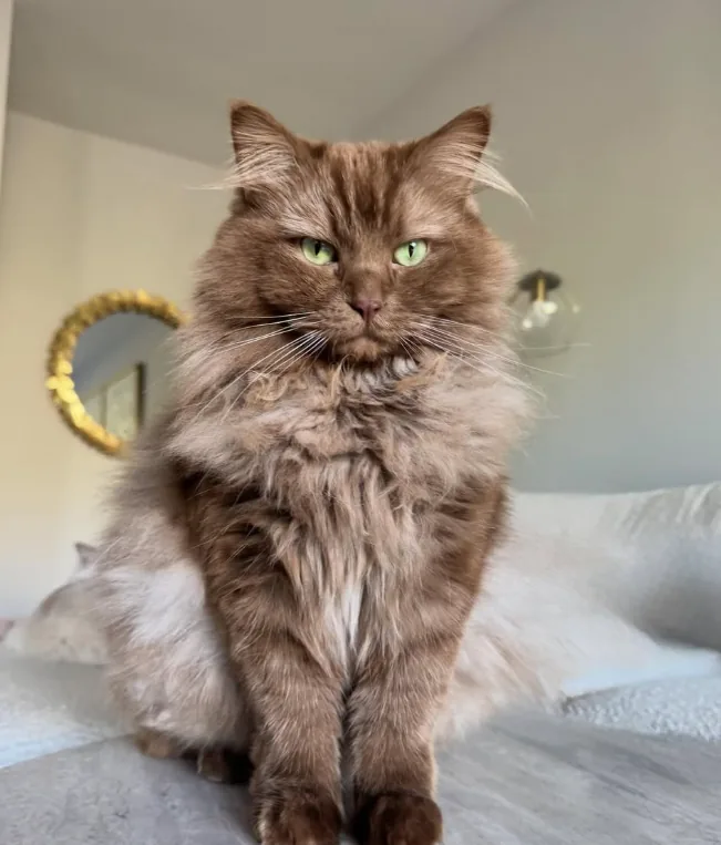 Close portrait of Norman, a cinnamon-brown long-haired cat with pale green eyes, sitting upright on a bed with an unimpressed expression.