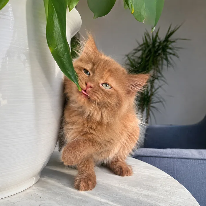 Chapter one: a cinnamon kitten under a large green houseplant leaf, tongue caught mid-lick beside a white ceramic pot.