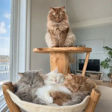 Norman on the top of a cat tree above three sleeping siblings in a hammock.